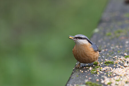 Piafs, DVA_7171_DxO