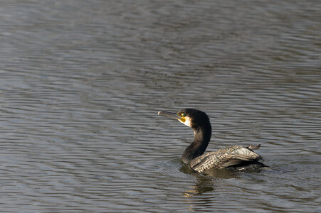 Piafs, DVA_7246_DxO
