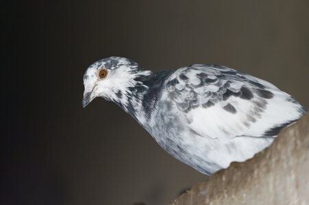 Piafs, DVA_7327_DxO