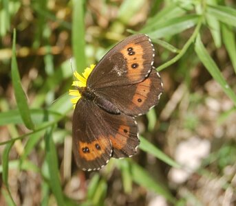 Satyridae-Erebia ligea-Colmars, DSC_0139a