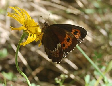 Satyridae-Erebia ligea-Colmars, DSC_0142a