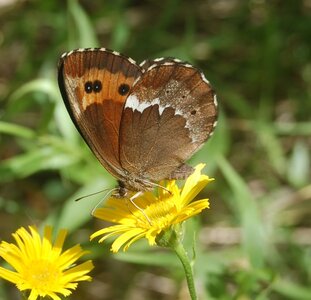 Satyridae-Erebia ligea-Colmars, DSC_0146a