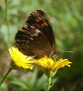 Satyridae-Erebia ligea-Colmars, DSC_0151a