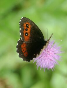Satyridae-Erebia ligea-Colmars, DSC_0795a