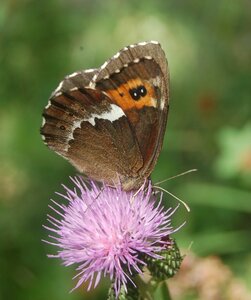Satyridae-Erebia ligea-Colmars, DSC_0853a