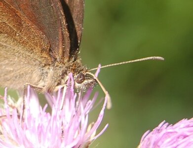 Satyridae-Erebia ligea-Colmars, DSC_0884a