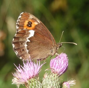 Satyridae-Erebia ligea-Colmars, DSC_0895a