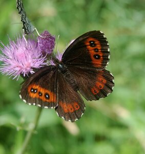 Satyridae-Erebia ligea-Colmars, DSC_0953a