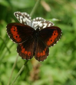 Satyridae-Erebia ligea-Colmars, DSC_0989a