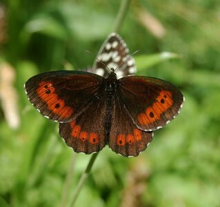Satyridae-Erebia ligea-Colmars, DSC_0991a