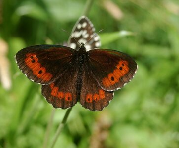Satyridae-Erebia ligea-Colmars, DSC_0991b