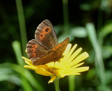 Satyridae-Erebia ligea-Slovénie (Kranjska Gora), 000482