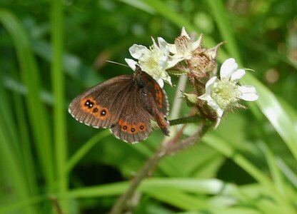 Satyridae-Erebia ligea-Slovénie (Kranjska Gora), 000550