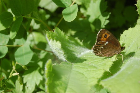 Satyridae-Erebia ligea-Slovénie (Kranjska Gora), 000552