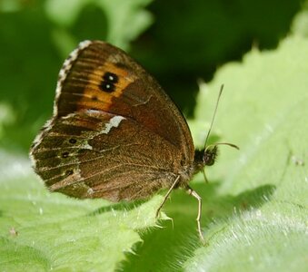 Satyridae-Erebia ligea-Slovénie (Kranjska Gora), 000553