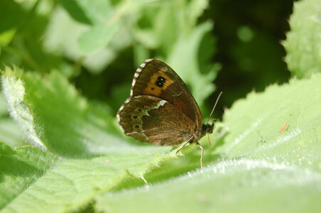 Satyridae-Erebia ligea-Slovénie (Kranjska Gora), 000554