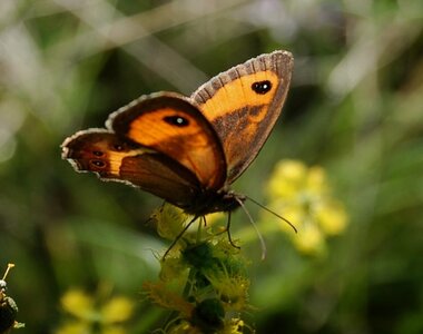 Satyridae-Pyronia bathseba-Gagnières, DSC_0320A