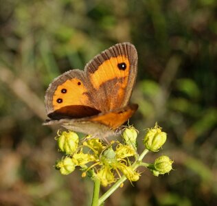 Satyridae-Pyronia bathseba-Gagnières, DSC_0322A