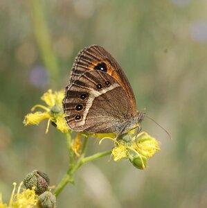 Satyridae-Pyronia bathseba-Gagnières, DSC_0981a