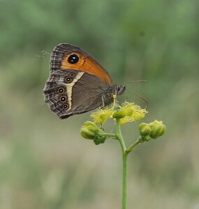 Satyridae-Pyronia bathseba-Gagnières, DSC_0988a