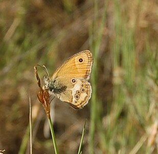 Satyridae-Pyronia bathseba-Gagnières, DSC_1003