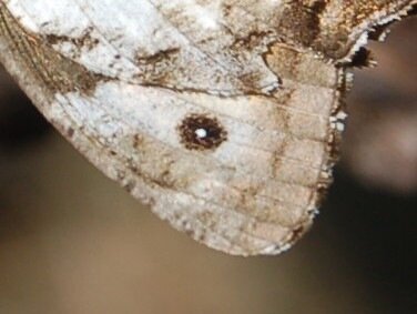 Satyridae-Brintesia circe-Gagnières, 000940aa