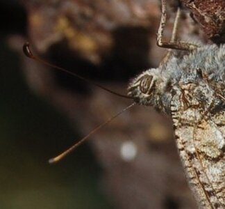Satyridae-Brintesia circe-Gagnières, 000940aaa