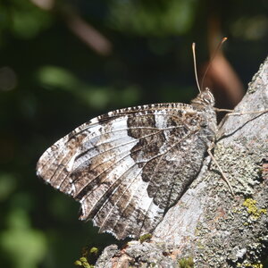 Satyridae-Brintesia circe-Gagnières, DSC_0049
