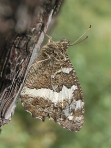 Satyridae-Brintesia circe-Gagnières, DSC_0703A