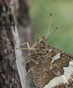 Satyridae-Brintesia circe-Gagnières, DSC_0718A