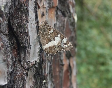 Satyridae-Brintesia circe-Gagnières, DSC_0722A