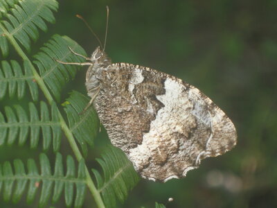 Satyridae-Brintesia circe-Gagnières, IMG_0330