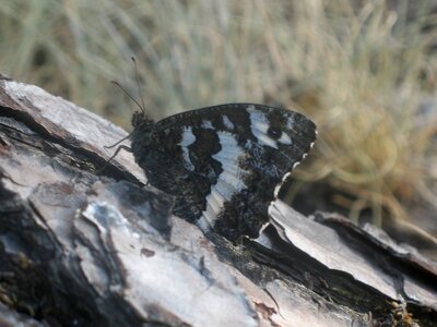 Satyridae-Brintesia circe-Gagnières, IMG_5418