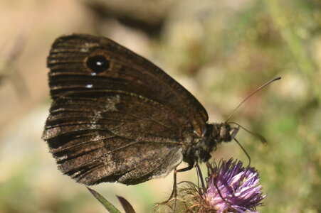 Satyridae-Satyrus ferula-Gagnières, DSC_0269