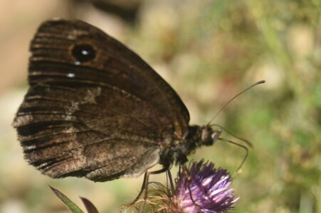Satyridae-Satyrus ferula-Gagnières, DSC_0271