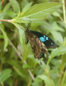 Papilionidae  -Papilio oribazus - Madagascar (Andasibé), a