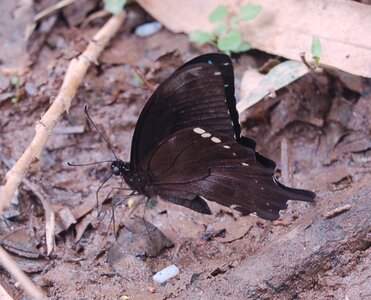 Papilionidae  -Papilio oribazus - Madagascar (Andasibé), DSC_0637a