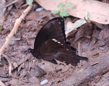 Papilionidae  -Papilio oribazus - Madagascar (Andasibé), DSC_0638a