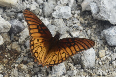 Nymphalidae-Heliconiinae-Dione moneta-Costa Rica (San Gerardo de Dota), DSC_0219