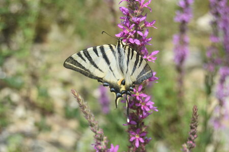 Papilionidae-Papilioniinae-Iphiclides podalirius-Gagnières, DSC_0888