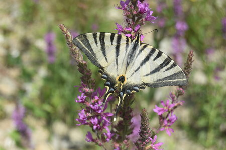 Papilionidae-Papilioniinae-Iphiclides podalirius-Gagnières, DSC_0887