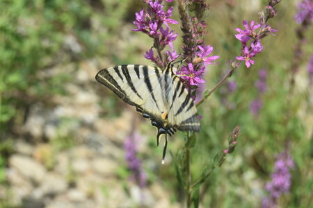 Papilionidae-Papilioniinae-Iphiclides podalirius-Gagnières, DSC_0886