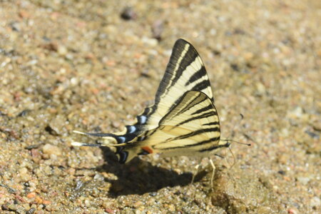 Papilionidae-Papilioniinae-Iphiclides podalirius-Gagnières, DSC_0545
