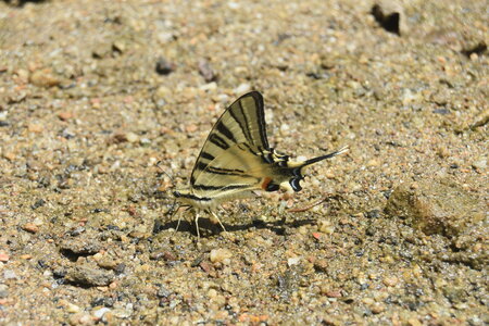 Papilionidae-Papilioniinae-Iphiclides podalirius-Gagnières, DSC_0539