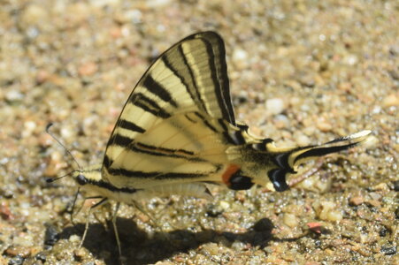 Papilionidae-Papilioniinae-Iphiclides podalirius-Gagnières, DSC_0546