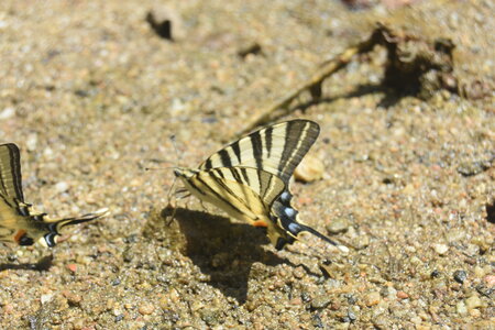 Papilionidae-Papilioniinae-Iphiclides podalirius-Gagnières, DSC_0536