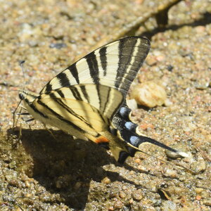 Papilionidae-Papilioniinae-Iphiclides podalirius-Gagnières, DSC_0549