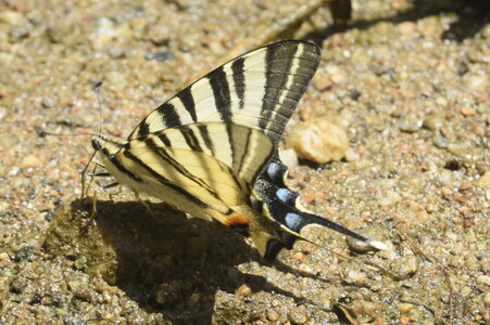 Papilionidae-Papilioniinae-Iphiclides podalirius-Gagnières, DSC_0555