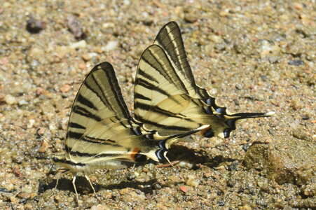 Papilionidae-Papilioniinae-Iphiclides podalirius-Gagnières, DSC_0551