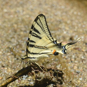 Papilionidae-Papilioniinae-Iphiclides podalirius-Gagnières, DSC_0552